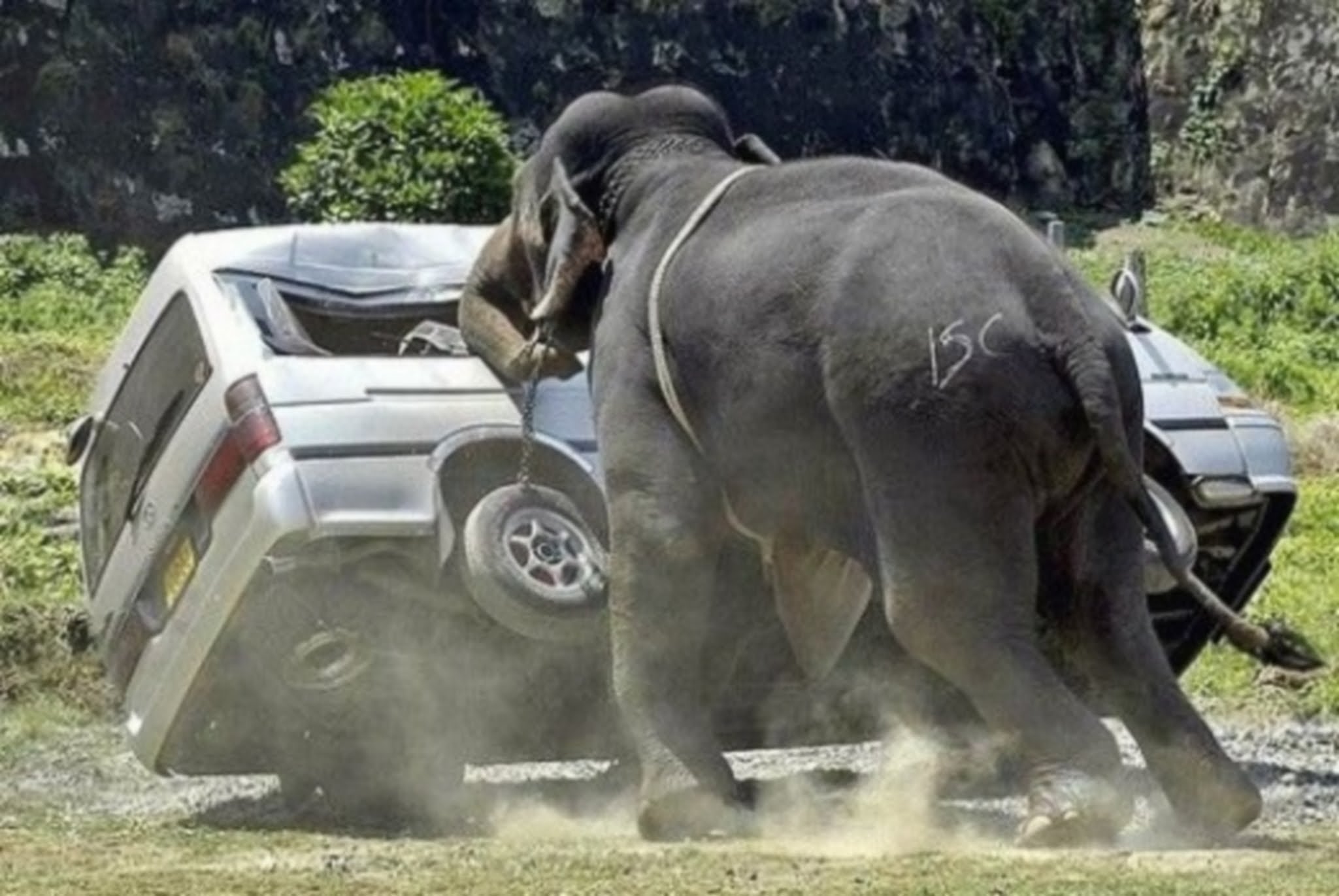 حمله فیل به دو گردشگر ایرانی در پوکت تایلند !!