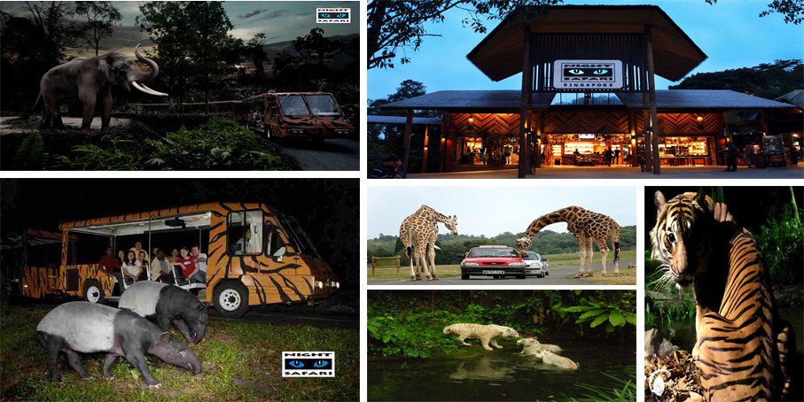 safari
